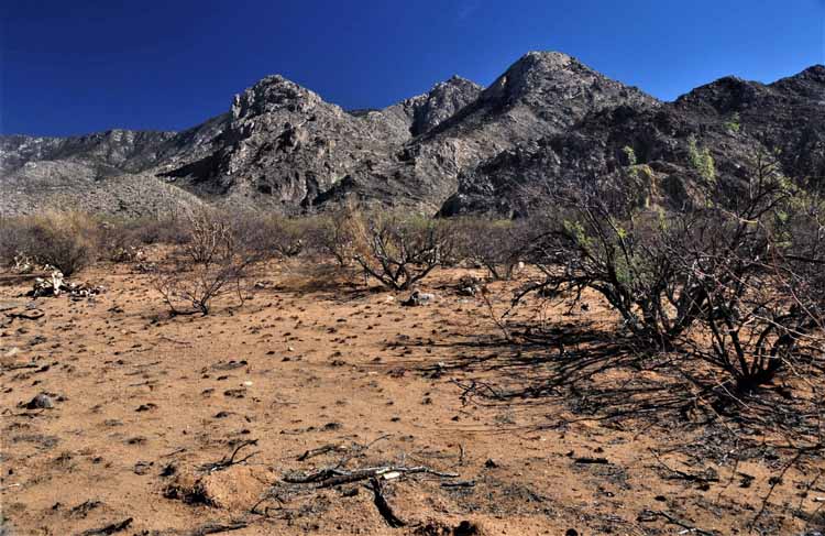 burn area